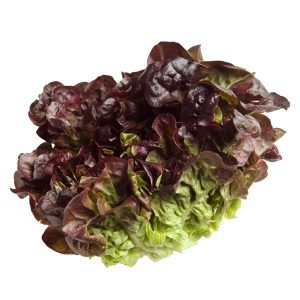 LECHUGA MORADA