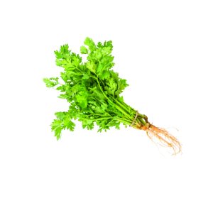 CILANTRO