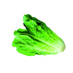 LECHUGA COSTINA