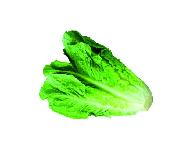 LECHUGA COSTINA