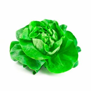 LECHUGA ESPAÑOLA