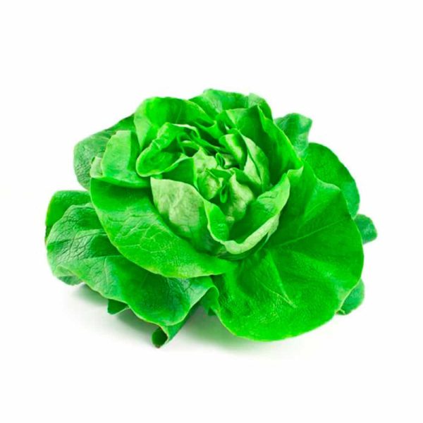 LECHUGA ESPAÑOLA
