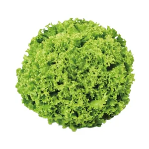 LECHUGA ISABELA